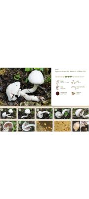 솜털흰주름버섯 (Agaricus altipes (F. H. Møll.) F. H. Møll.(구 학명1:Agaricus aestivalis (Møll.) Pil.))