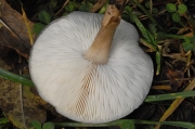 잔디배꼽버섯(배꼽버섯) (Melanoleuca melaleuca (Pers.) Murr.)