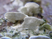무른흰살버섯 (Oxyporus cuneatus (Murr.) Aoshi. > Hapalopilus cuneatus (Murr.) Imaz.)