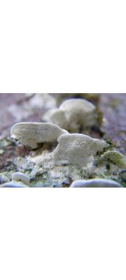 무른흰살버섯 (Oxyporus cuneatus (Murr.) Aoshi. > Hapalopilus cuneatus (Murr.) Imaz.)