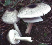 등색주름버섯 (Agaricus abruptibulbus Peck)