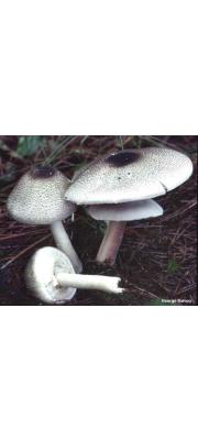 등색주름버섯 (Agaricus abruptibulbus Peck)