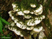 흰살버섯 (Oxyporus populinus (Schum.) Donk)