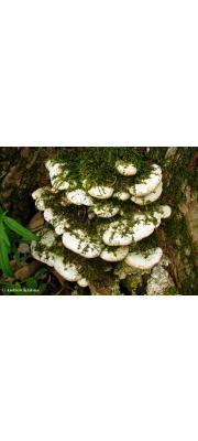 흰살버섯 (Oxyporus populinus (Schum.) Donk)