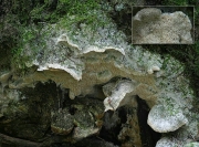 이끼흰살버섯 (Oxyporus ravidus (Fr.) Bond. & Sing.)