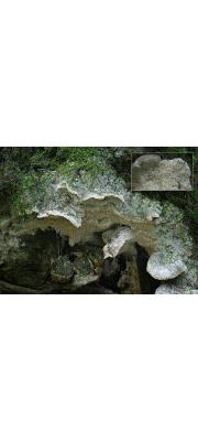 이끼흰살버섯 (Oxyporus ravidus (Fr.) Bond. &amp; Sing.)