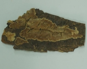 구멍흰살버섯 (Oxyporus similis (Bres.) Ryv.)
