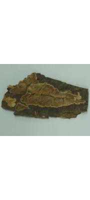 구멍흰살버섯 (Oxyporus similis (Bres.) Ryv.)