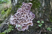 자색꽃구름버섯 (Chondrostereum purpureum (Pers.) Pouz.  > Stereum purpureum Pers.)