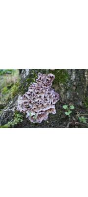 자색꽃구름버섯 (Chondrostereum purpureum (Pers.) Pouz.  > Stereum purpureum Pers.)