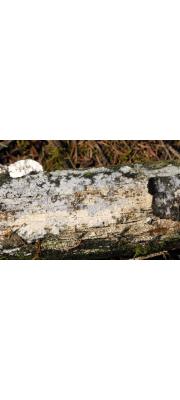 수지고약버섯 (Resinicium bicolor (Albert. &amp; Schwein.) Parm.★)