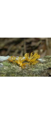 산호아교뿔버섯 (Calocera coralloides Kobay.)