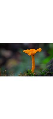 황금뿔나팔버섯 (Craterellus aureus Berk. &amp; Curt.)