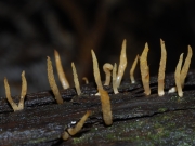황소아교뿔버섯 (Calocera cornea (Batsch) Fr.)