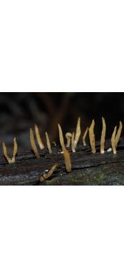 황소아교뿔버섯 (Calocera cornea (Batsch) Fr.)