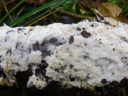 점후막포자버섯(신칭) (Granulobasidium vellereum (Ellis & Cragin) Jül.  > Hypochnicium vellereum (Ellis & Cragin) Parm.)