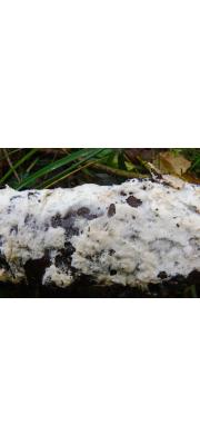 점후막포자버섯(신칭) (Granulobasidium vellereum (Ellis &amp; Cragin) Jül.  > Hypochnicium vellereum (Ellis &amp; Cragin) Parm.)