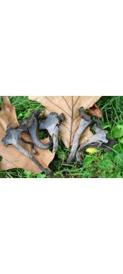 뿔나팔버섯 (Craterellus cornucopoides (L.) Pers.)