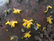달팽이아교뿔버섯 (Calocera furcata Fr.)