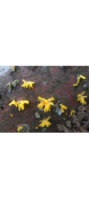 달팽이아교뿔버섯 (Calocera furcata Fr.)