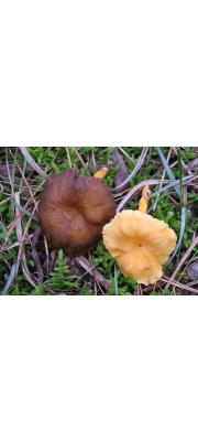 갈색털뿔나팔버섯(갈색털꾀꼬리버섯 , 황금꾀꼬리버섯) (Craterellus lutescens (Fr.) Fr.  > Cantharellus lutescens Fr. > Cantharellus luteocomus Bigelow  > Cantharellus xanthopus (Pers.) Duby)