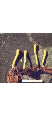 곤봉아교뿔버섯 (Calocera glosoides (Pers.) Fr. > Dacryomitra glossoides (Pers.) Bref.)