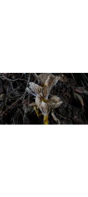 깔때기뿔나팔버섯(깔때기꾀꼬리버섯) (Craterellus tubaeformis (Fr.) Quél.  > Cantharellus infundibuliformis (Scop.) Fr.)