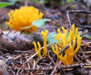 아교뿔버섯(싸리아교뿔버섯) (Calocera viscosa (Pers.) Fr.)