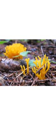 아교뿔버섯(싸리아교뿔버섯) (Calocera viscosa (Pers.) Fr.)