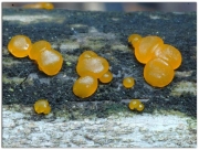머리붉은목이 (Dacrymyces capitatus Schw.)