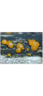 머리붉은목이 (Dacrymyces capitatus Schw.)