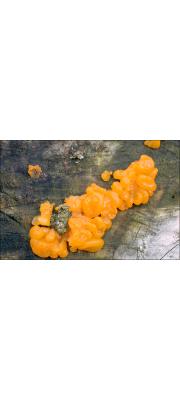 손바닥붉은목이(붉은목이) (Dacrymyces chrysospermus Berk. &amp; Curt. > Dacrymyces palmatus (Schw.) Burt.)