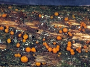 붉은목이 (Dacrymyces stillatus Nees)