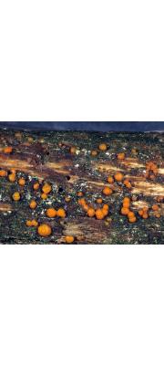 붉은목이 (Dacrymyces stillatus Nees)