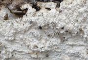 작은돌기칠버섯(작은돌기꽃구름버섯) (Crustomyces subabruptus (Bourd. & Galz.) Jül.  > Odontia subabrupta Bourd. & Galz.)