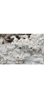 작은돌기칠버섯(작은돌기꽃구름버섯) (Crustomyces subabruptus (Bourd. &amp; Galz.) Jül.  > Odontia subabrupta Bourd. &amp; Galz.)