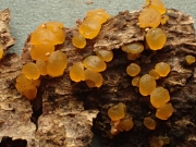 다형포자붉은목이 (Dacrymyces variisporus McNabb)