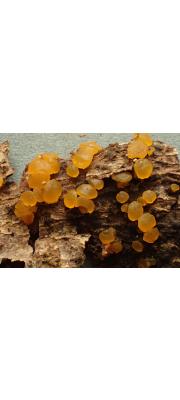 다형포자붉은목이 (Dacrymyces variisporus McNabb)