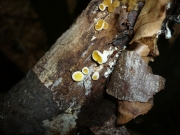 노란주발목이(노란팽이목이) (Ditiola peziziformis (Lév.) Reid > Femsjonia peziziformis (Lév.) Karst.)