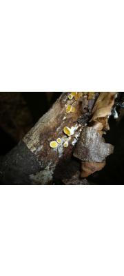 노란주발목이(노란팽이목이) (Ditiola peziziformis (Lév.) Reid > Femsjonia peziziformis (Lév.) Karst.)