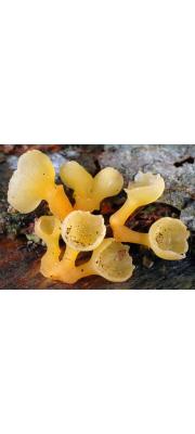 금강초롱버섯 (Guepiniopsis buccina (Pers.) L.L. Kenn)