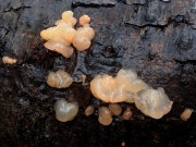 뿔오목흰목이(뿔오목흰목이버섯) (Craterocolla cerasi (Schum.) Bref.)