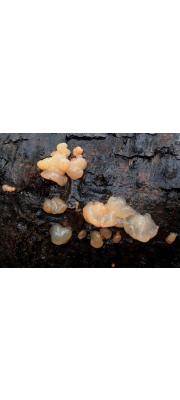 뿔오목흰목이(뿔오목흰목이버섯) (Craterocolla cerasi (Schum.) Bref.)