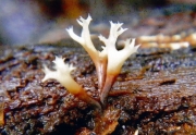산호버섯 (Holtermannia corniformis Kobay.)