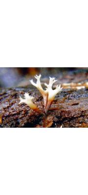산호버섯 (Holtermannia corniformis Kobay.)