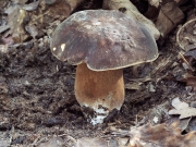 구릿빛그물버섯 (Boletus aereus Bull.)