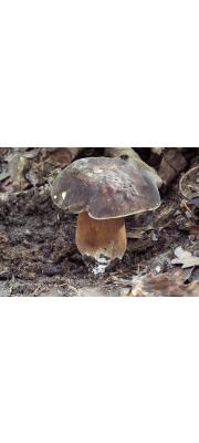 구릿빛그물버섯 (Boletus aereus Bull.)