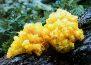 붉은흰목이(붉은흰목이버섯) (Tremella aurantialba Bandoni & Zang > Naematelia aurantialba (Bandoni &M. Zang) Millanes & Wedin)