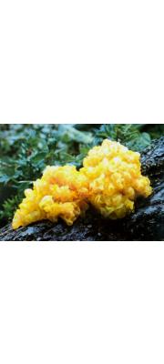 붉은흰목이(붉은흰목이버섯) (Tremella aurantialba Bandoni &amp; Zang > Naematelia aurantialba (Bandoni &amp;M. Zang) Millanes &amp; Wedin)