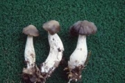 흰구멍그물버섯 (Boletus alboporus D,H. Cho)